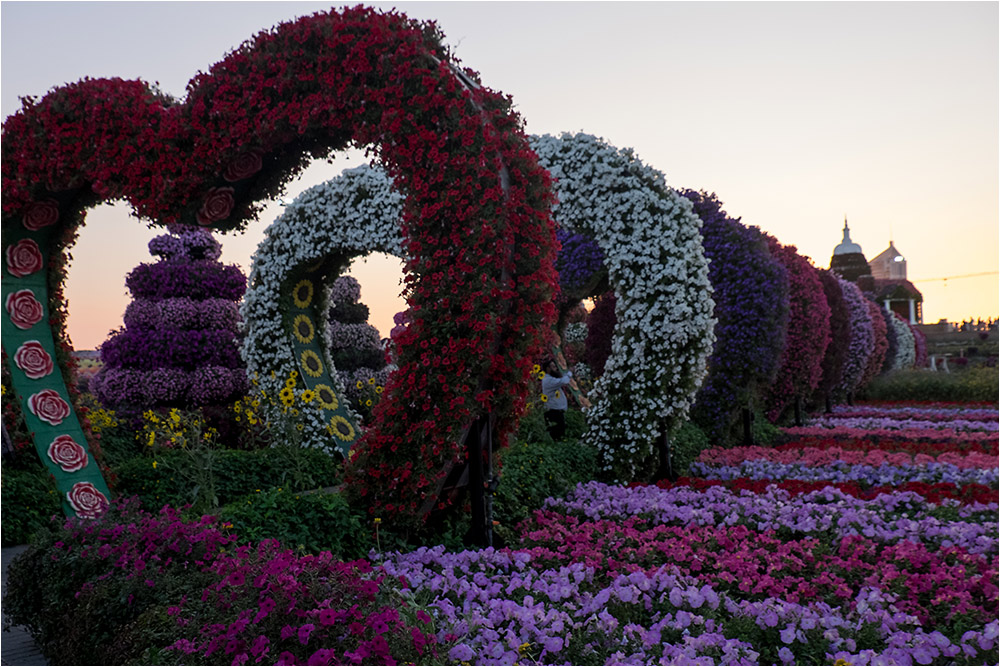 Дубай, парк цветов (Miracle Garden)