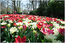 Нидерланды, парк цветов Кекенхоф